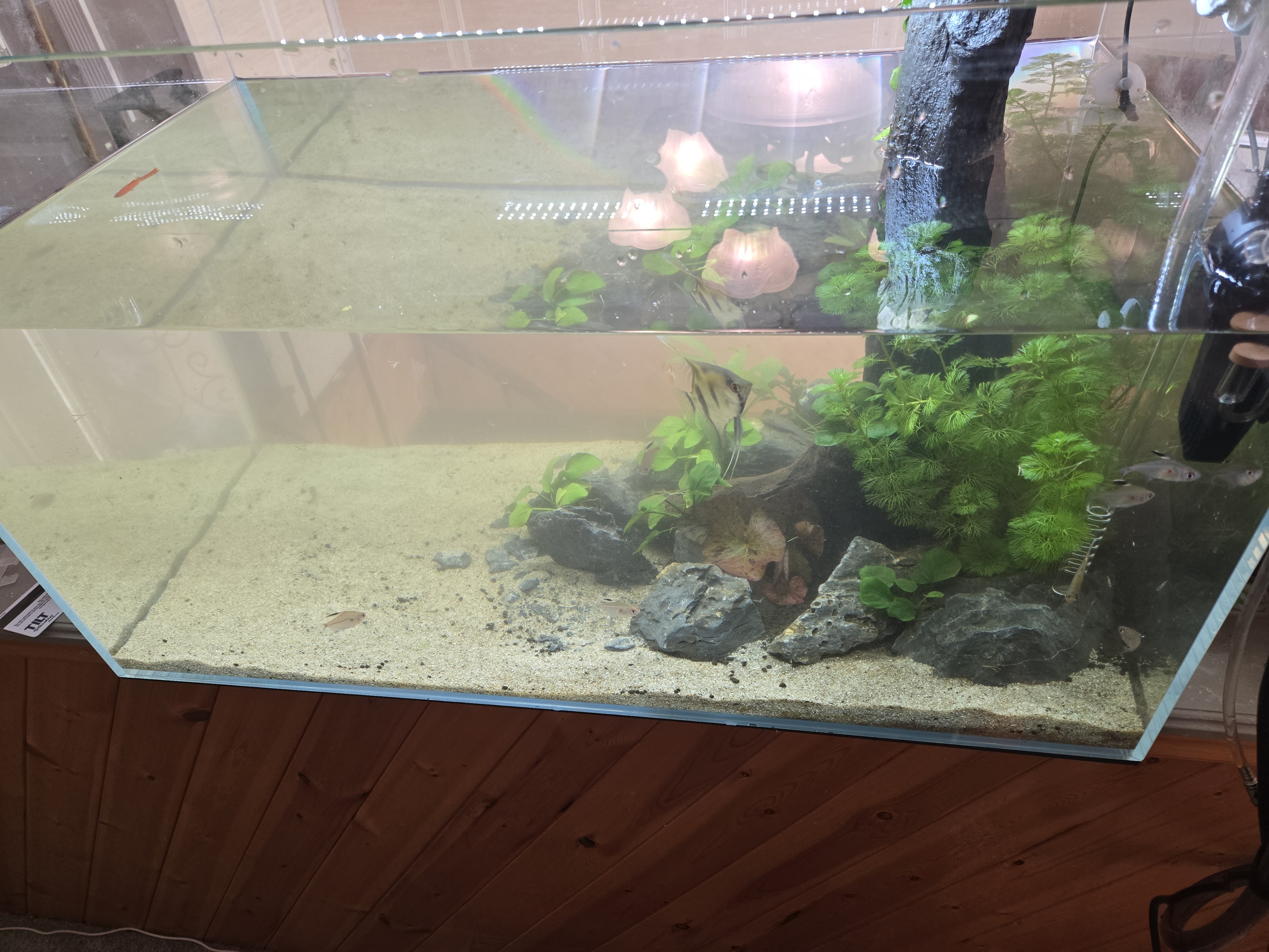 Qscapes aquascape example 3