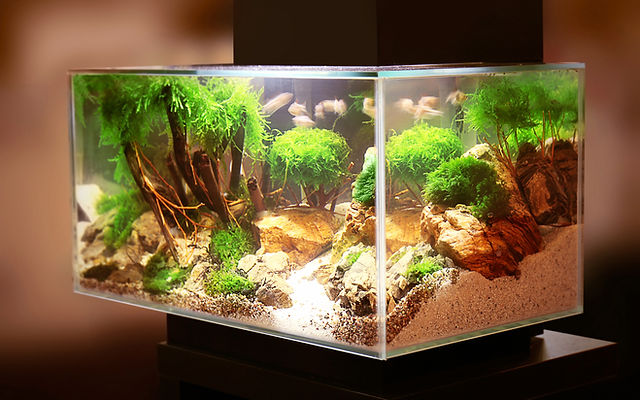 Custom aquascape planted tank by Qscapes, Altoona PA