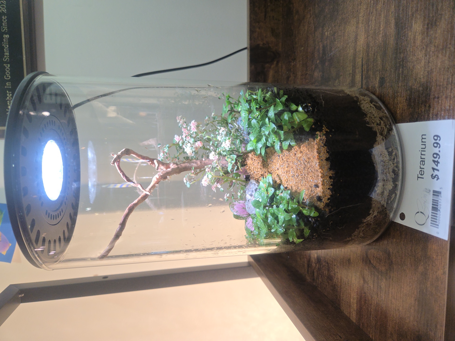 Premium terrarium build for a Qscapes client