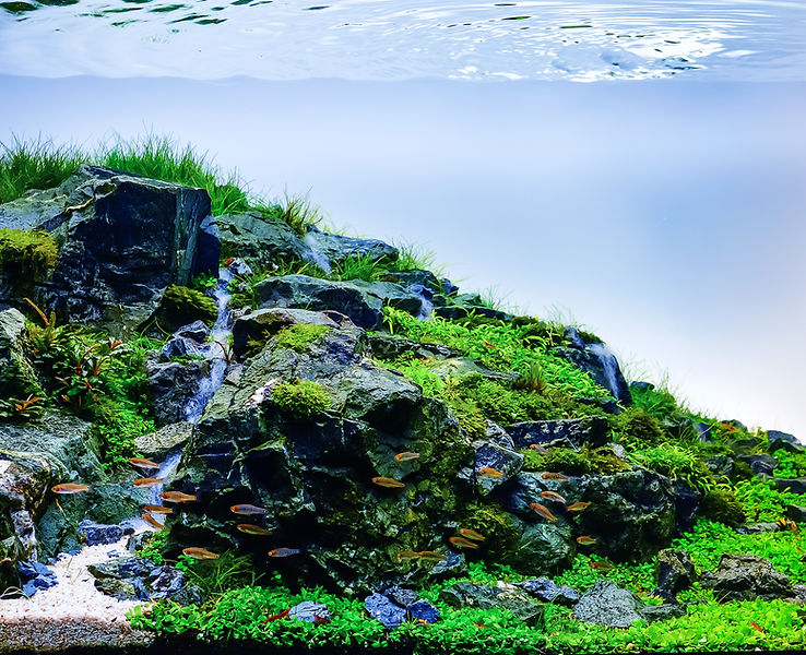 Qscapes store interior with display aquascapes and plants