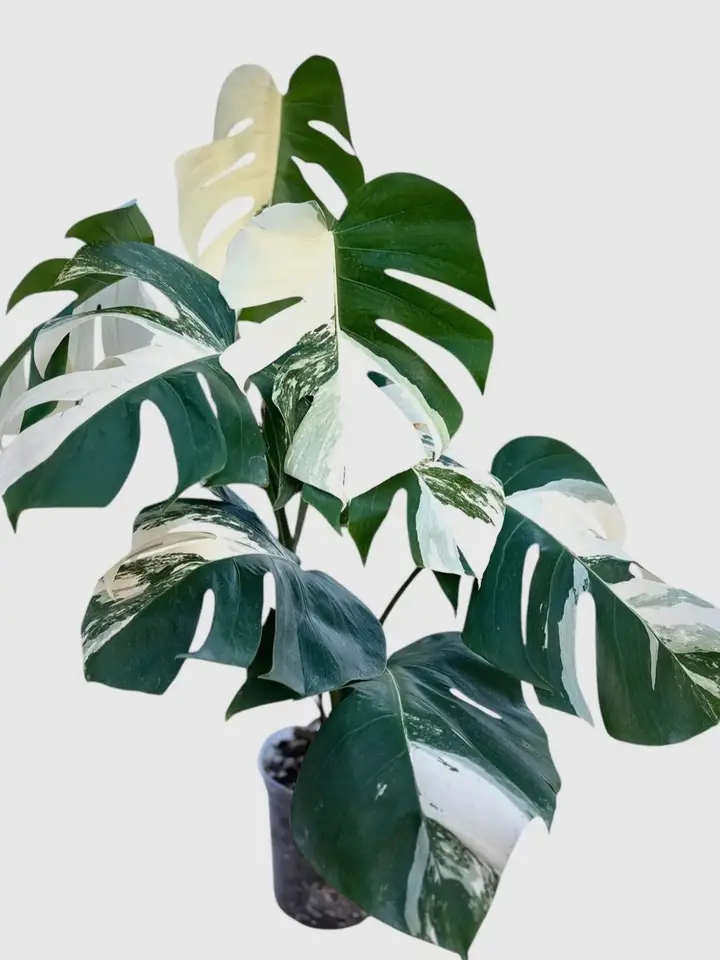 Rare variegated house plants — Qscapes Collector's Club subscription box