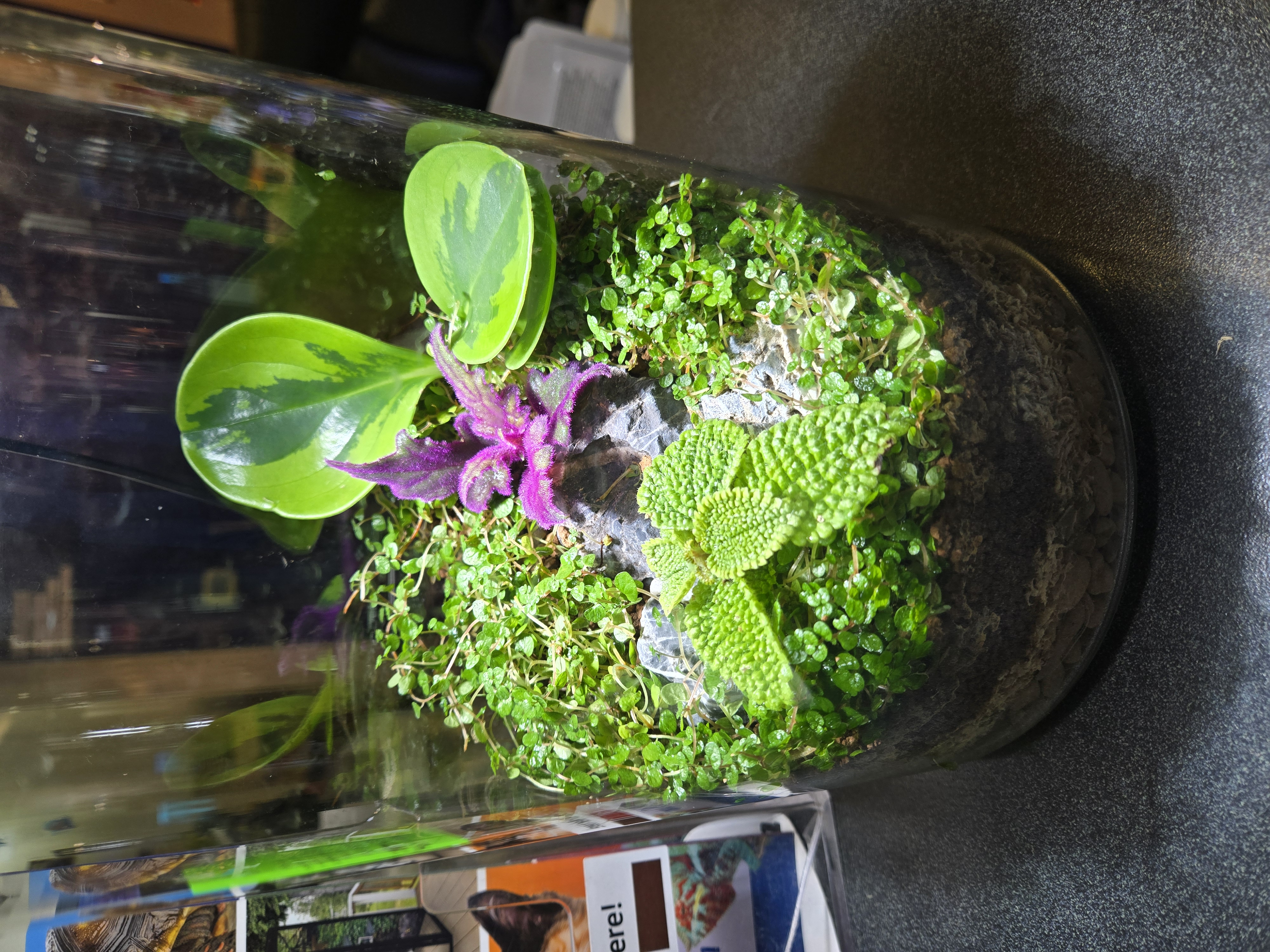Moss & Fern Desktop Terrariums
