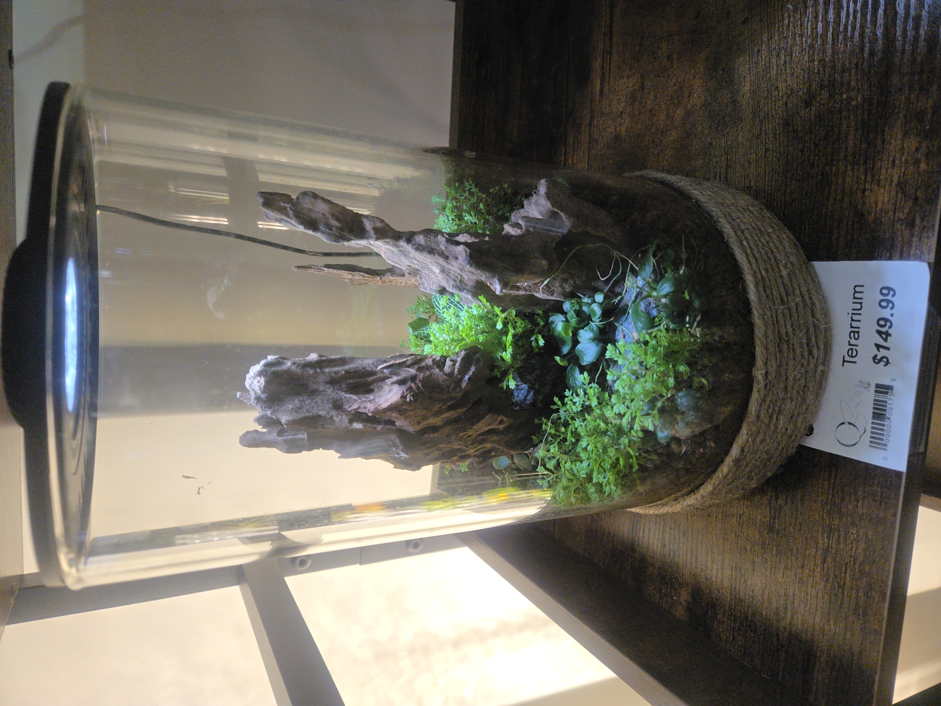 Qscapes terrarium build 1