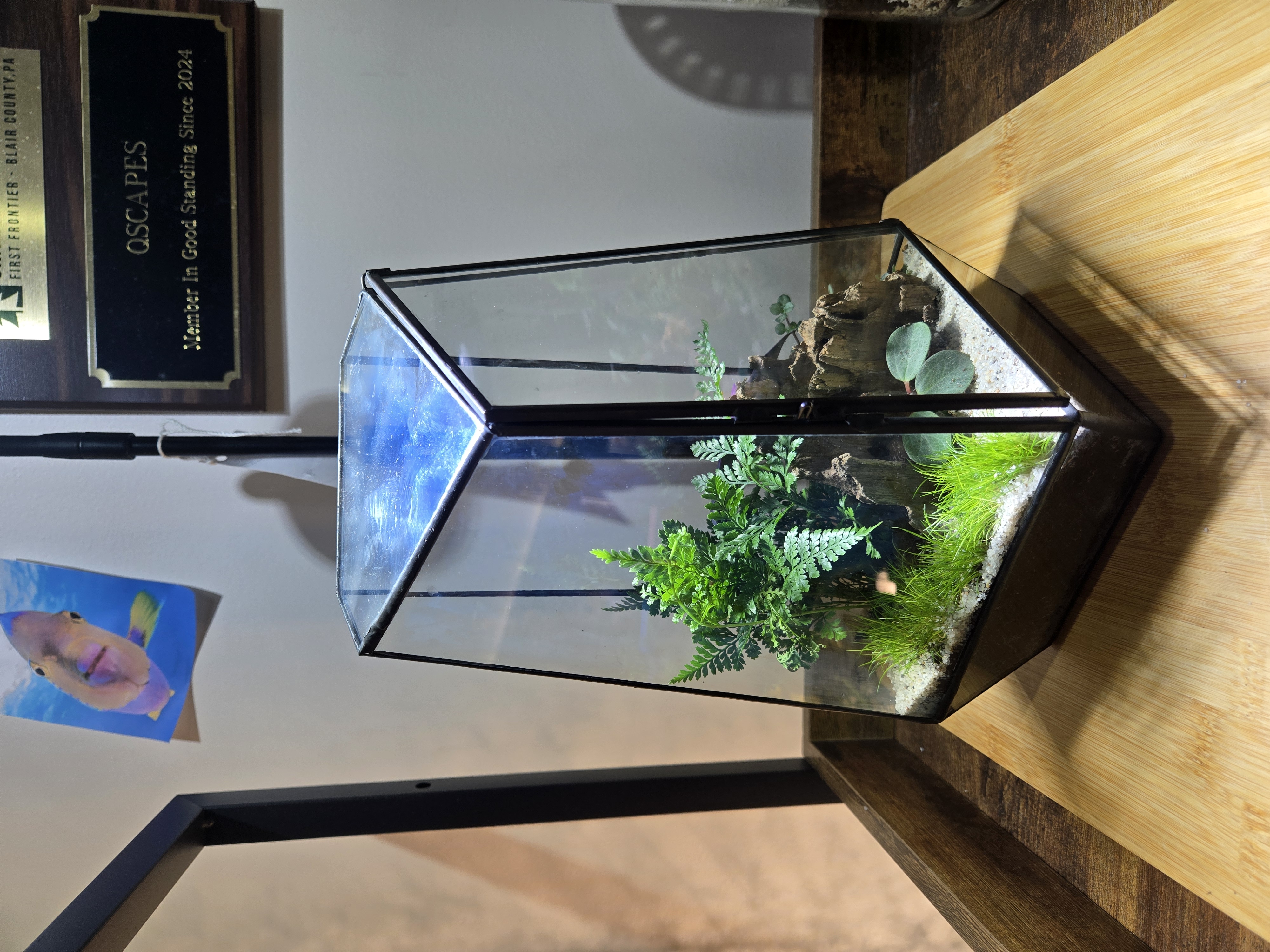 Qscapes terrarium build 3