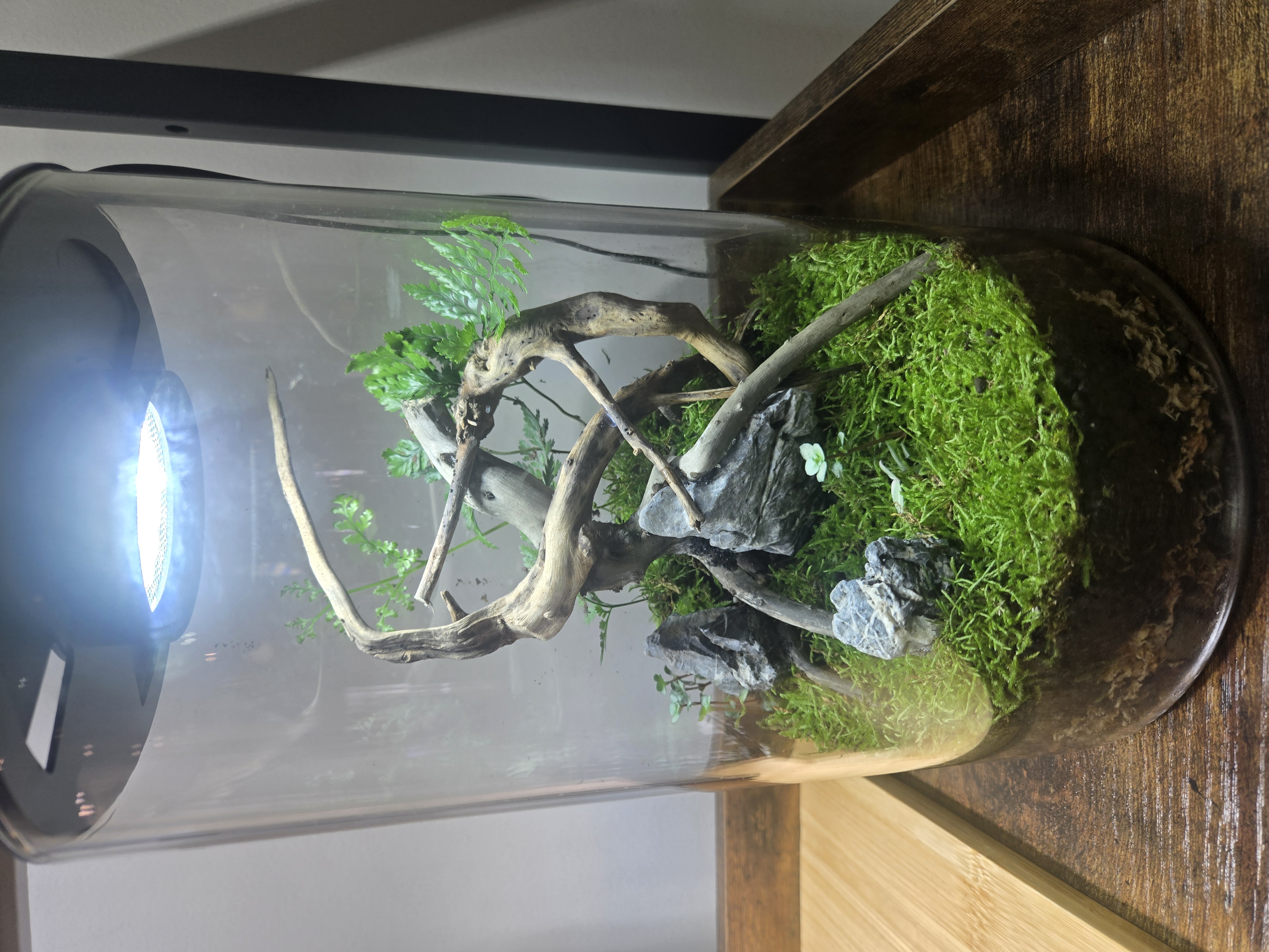 Qscapes terrarium build 4
