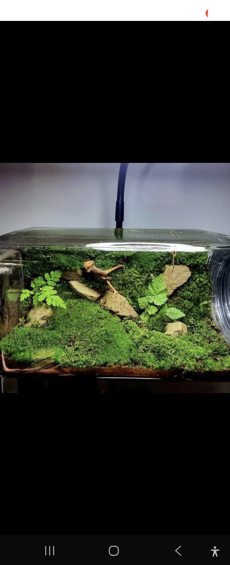 Qscapes terrarium build 5